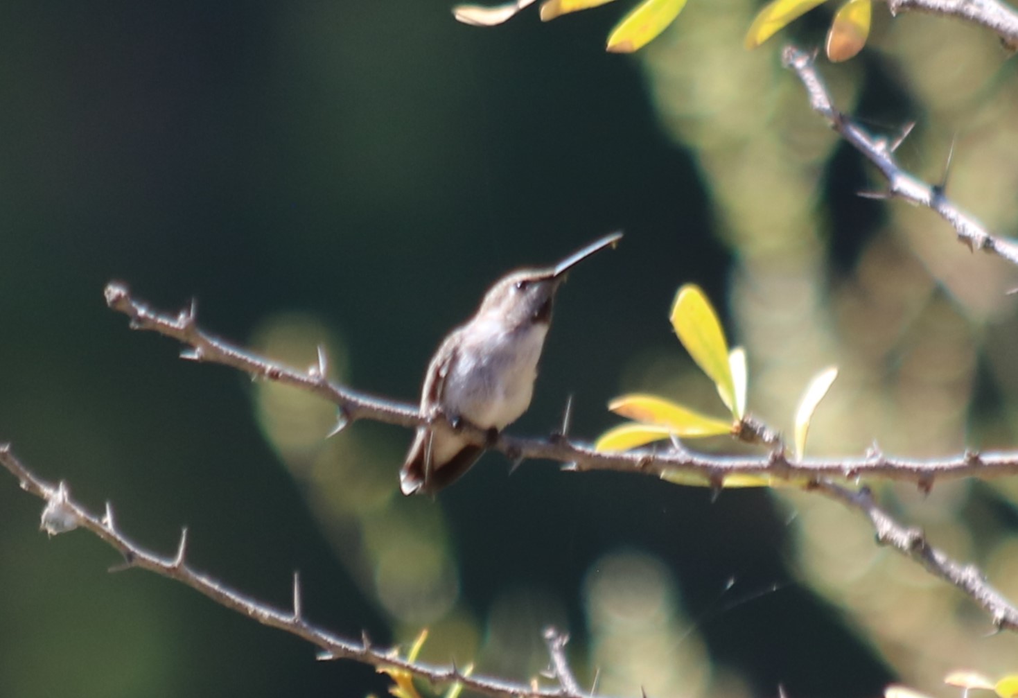 Black-chinned? Hummingbird (Wild)