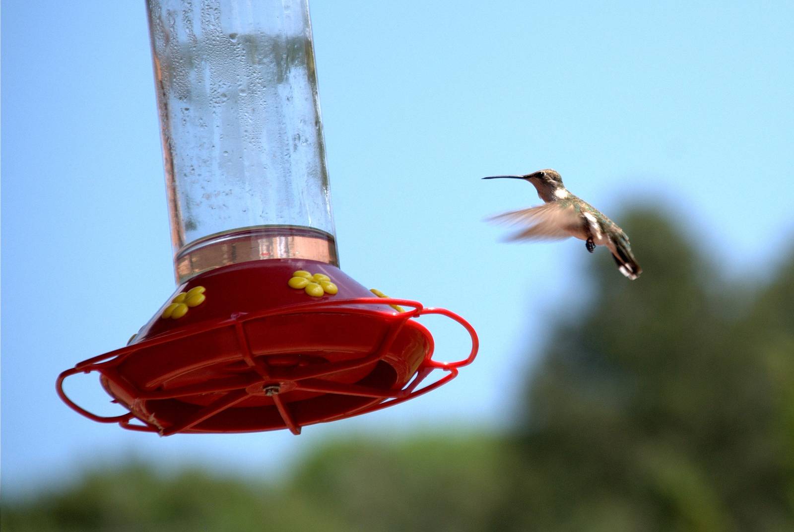 Black Chinned Hummingbird