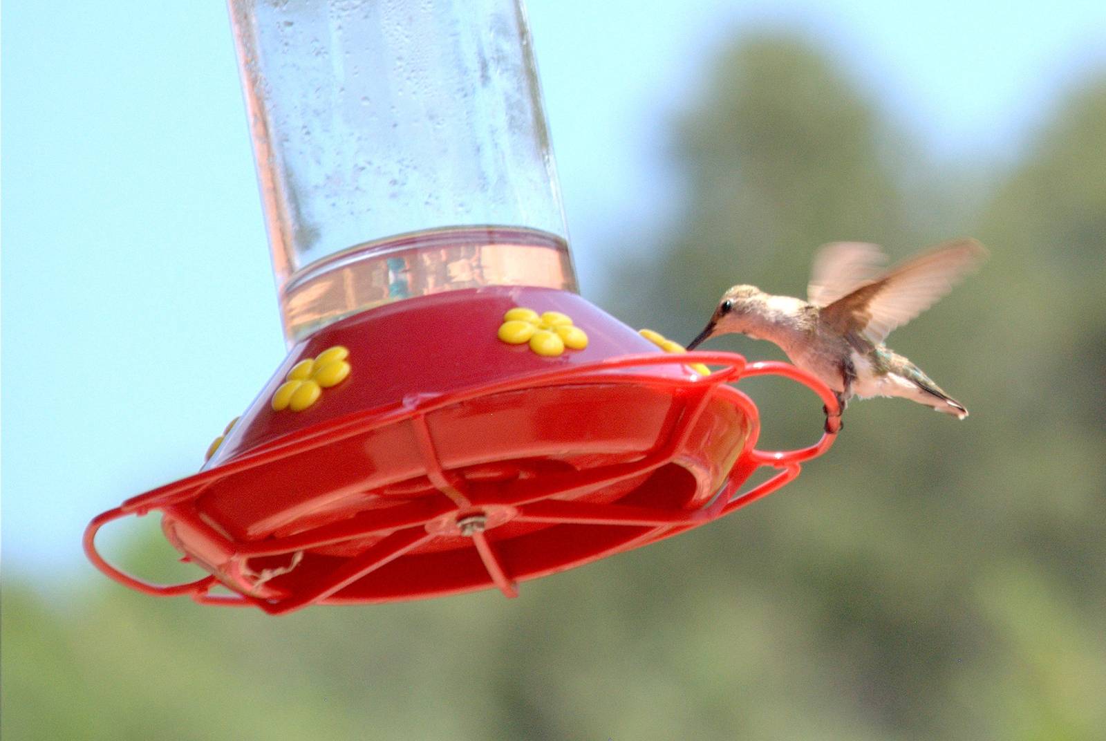 Black Chinned Hummingbird