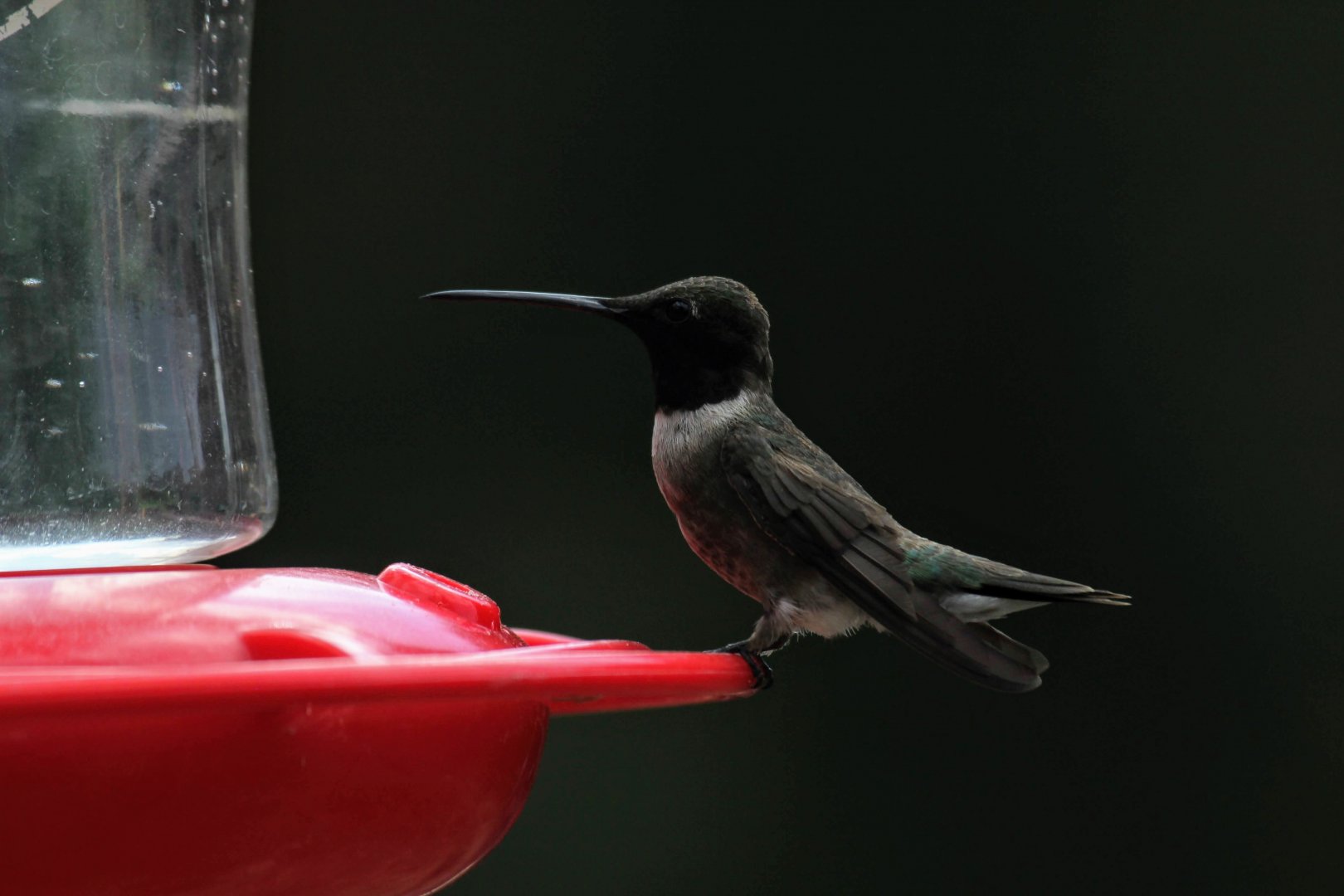Black-chinned Hummingbird