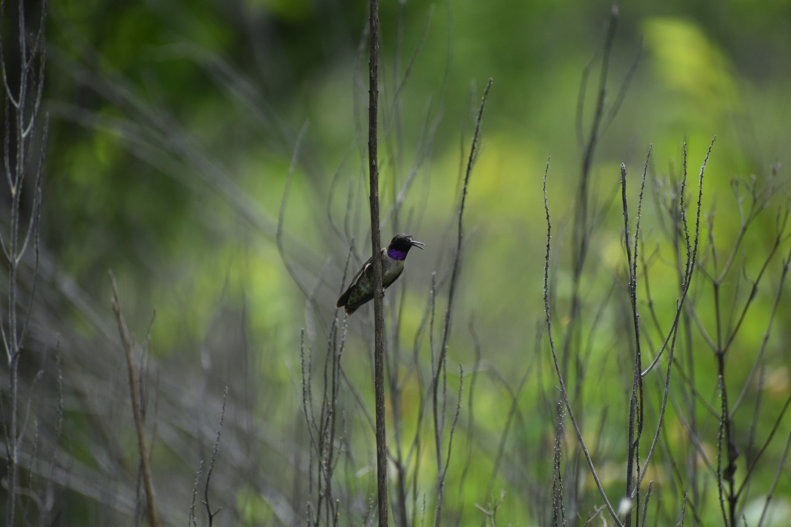 Black-chinned Hummingbird
