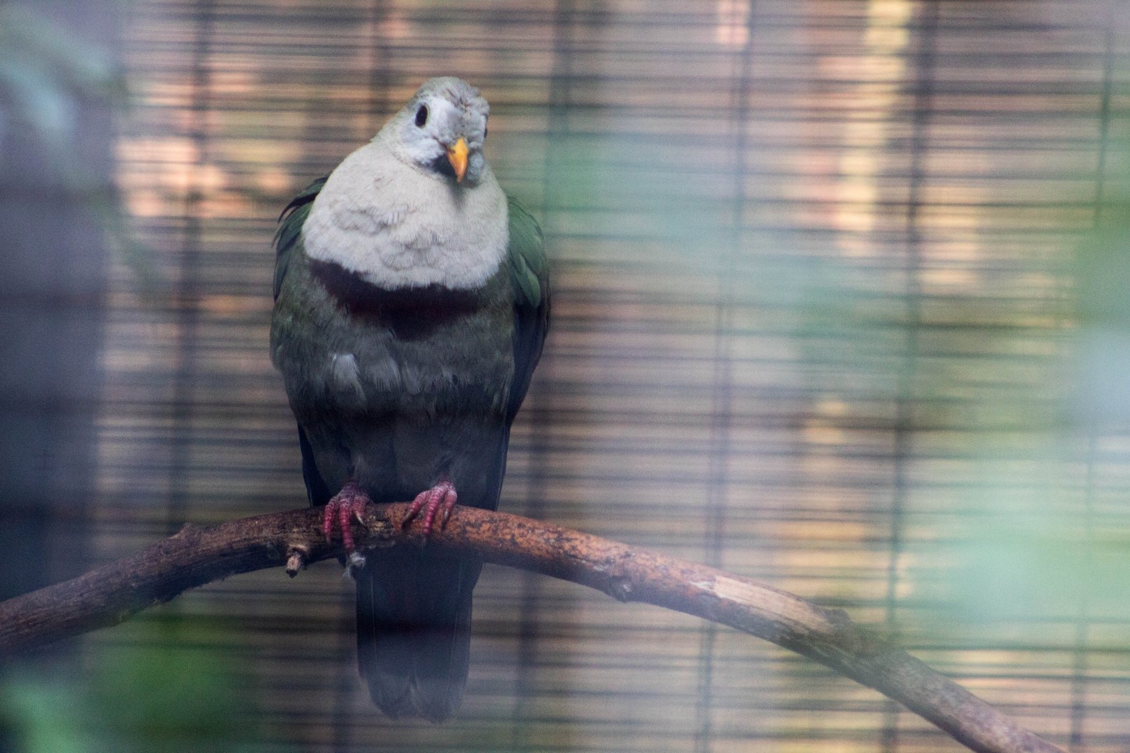 Black-chinned (Leclancher's) fruit dove