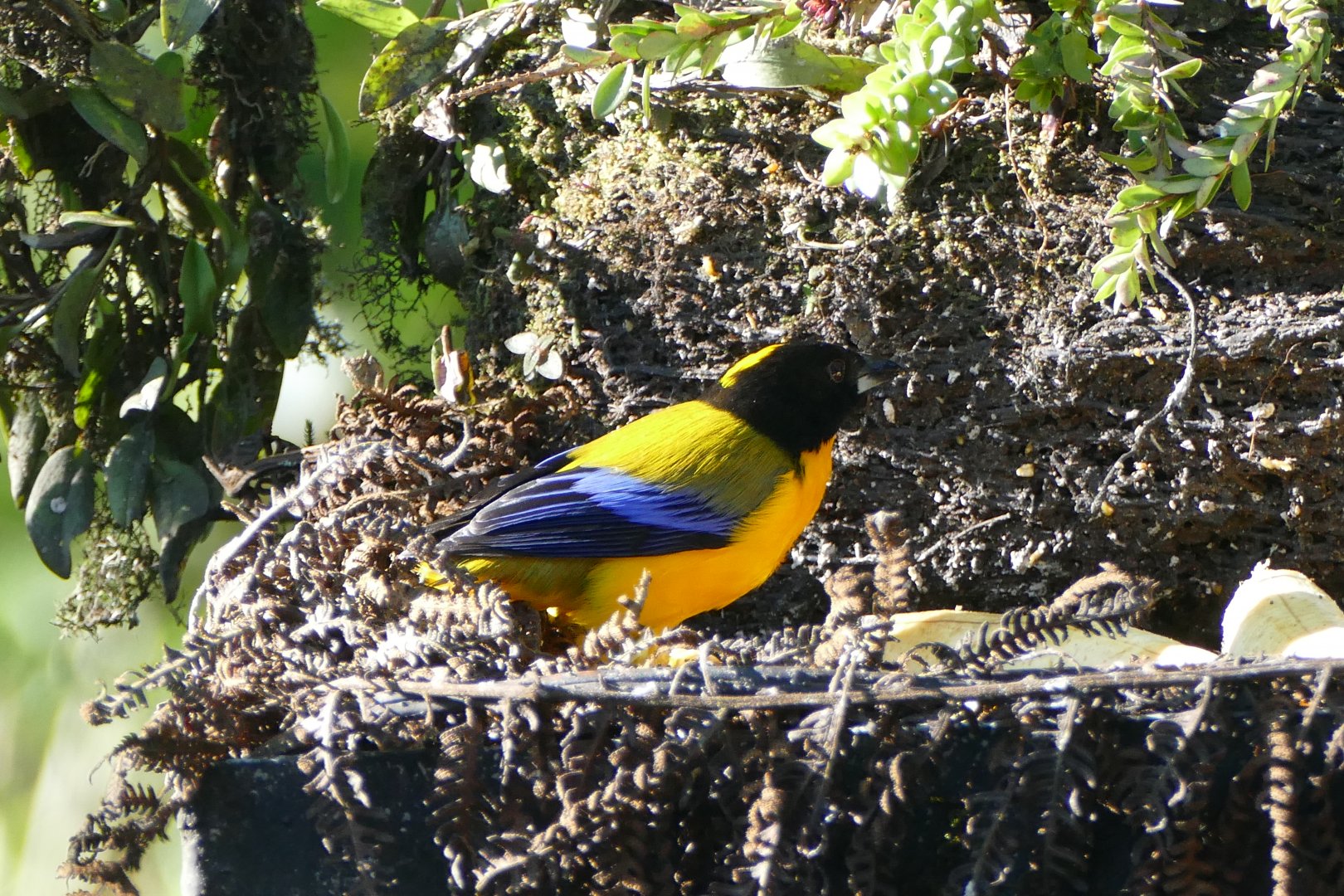 Black-chinned Mountain-Tanager