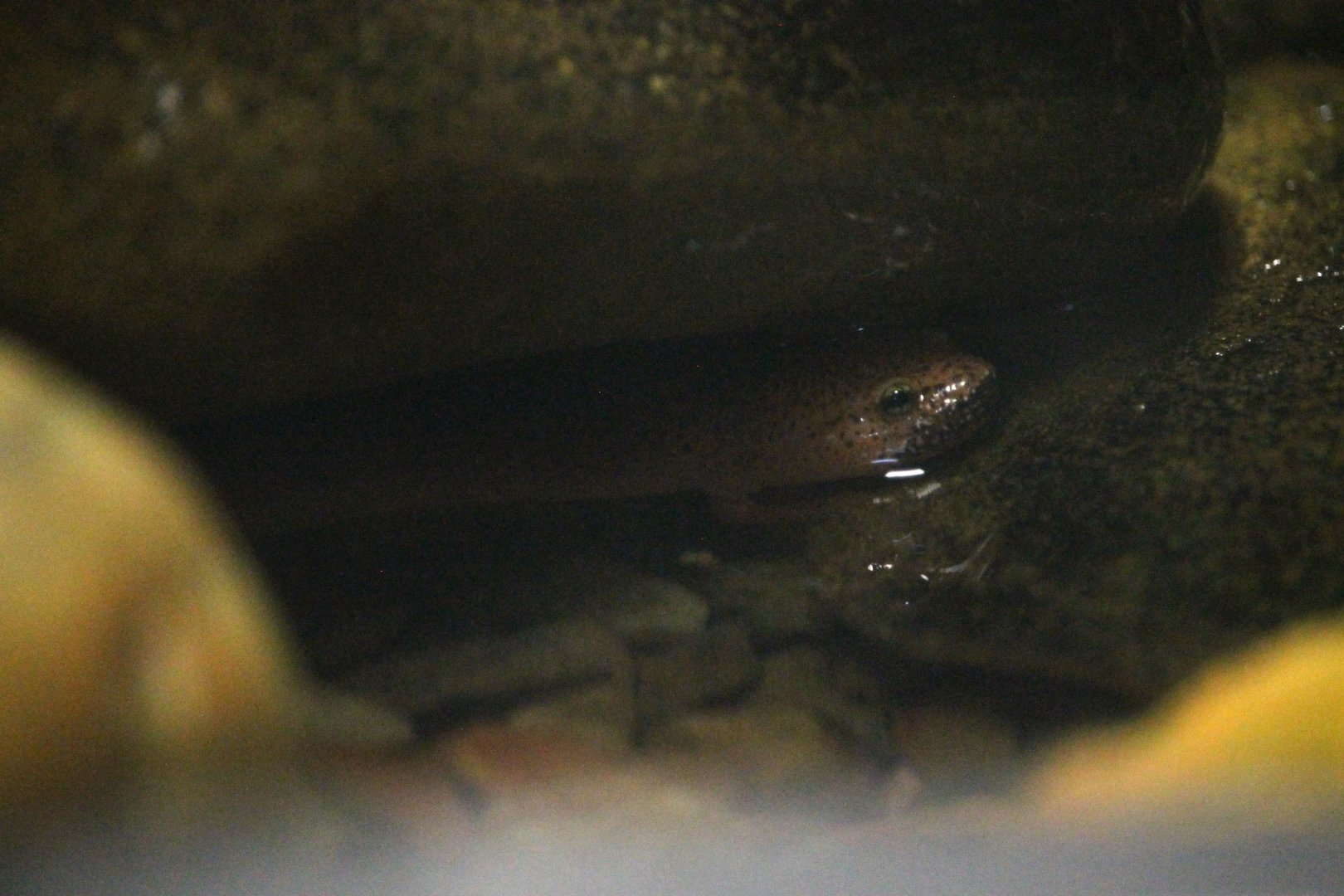 Black-Chinned Red Salamander (Pseudotriton ruber schencki)
