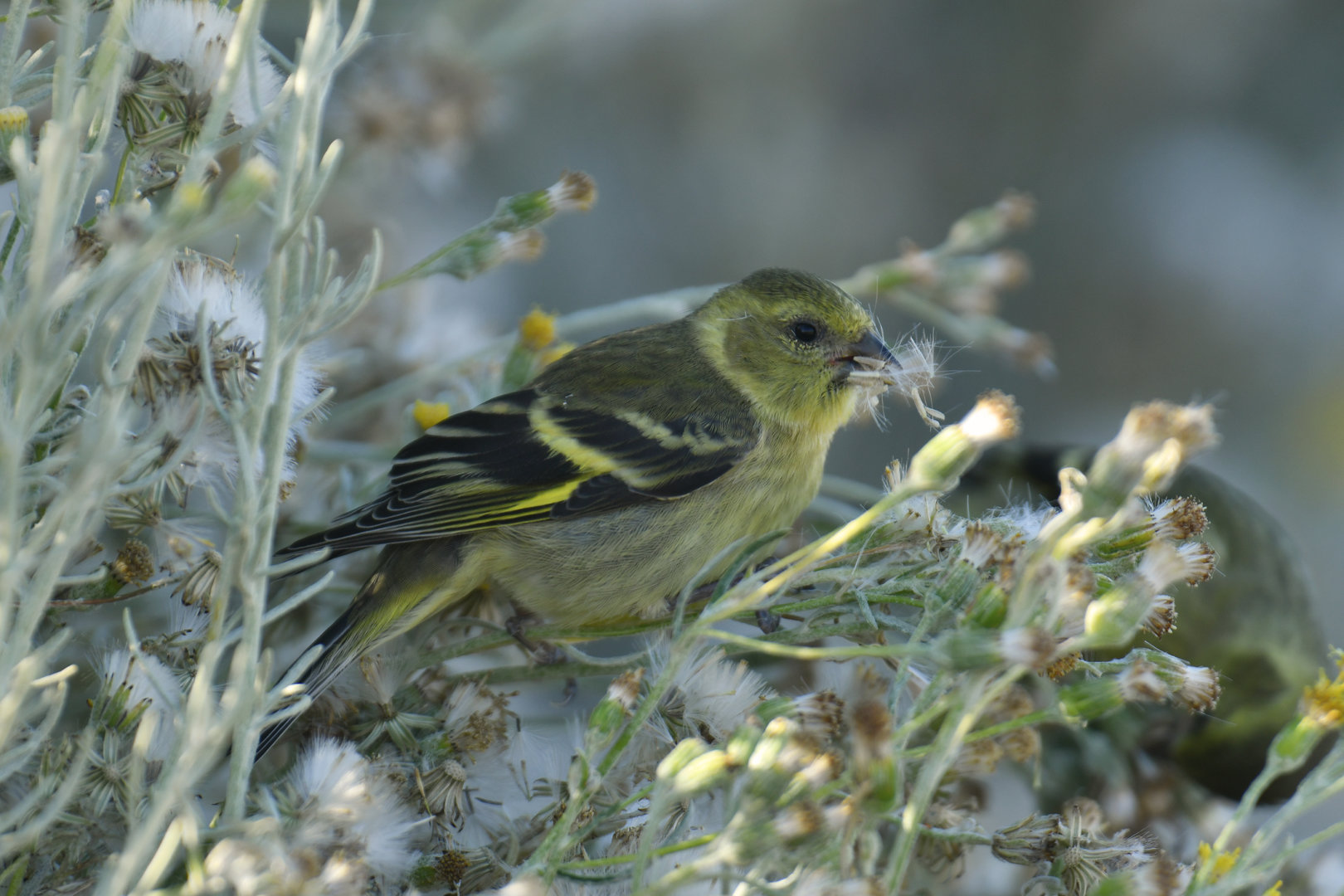 Black-chinned Siskin Spinus barbatus