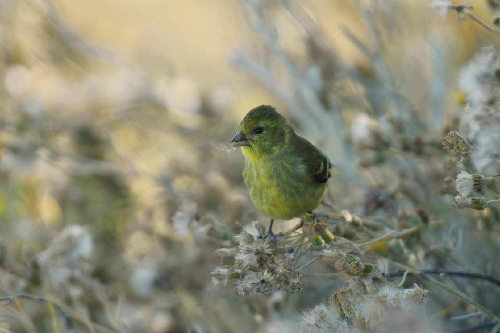 Black-chinned Siskin Spinus barbatus