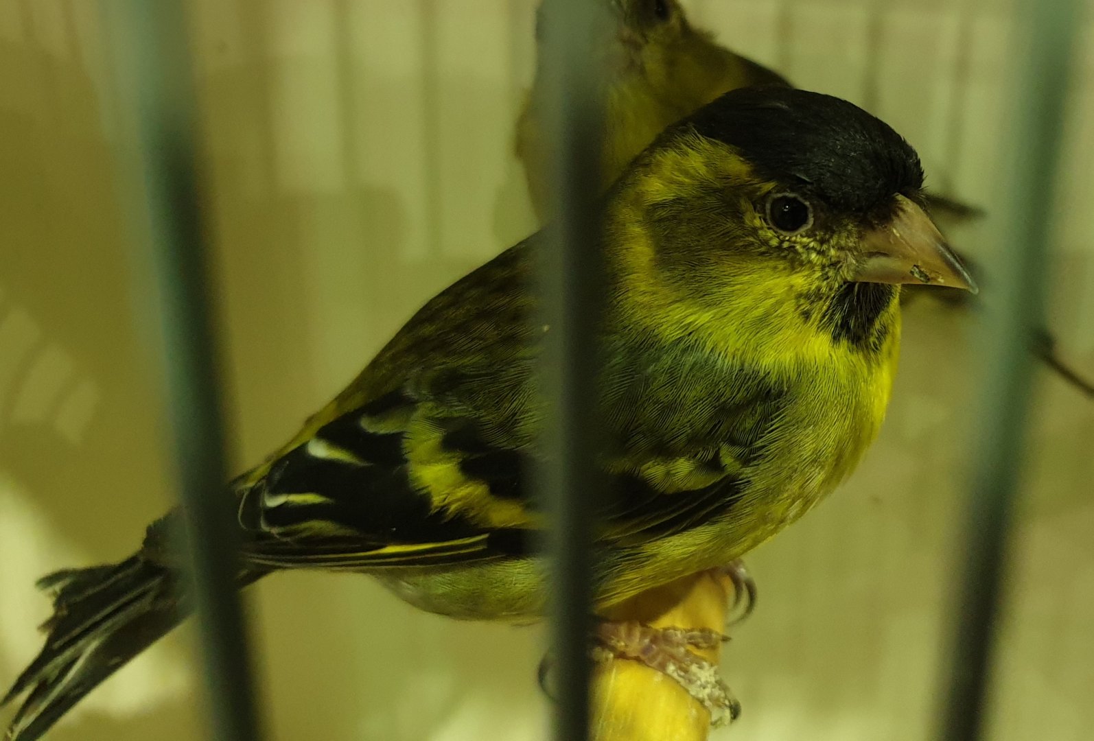 Black-chinned siskin