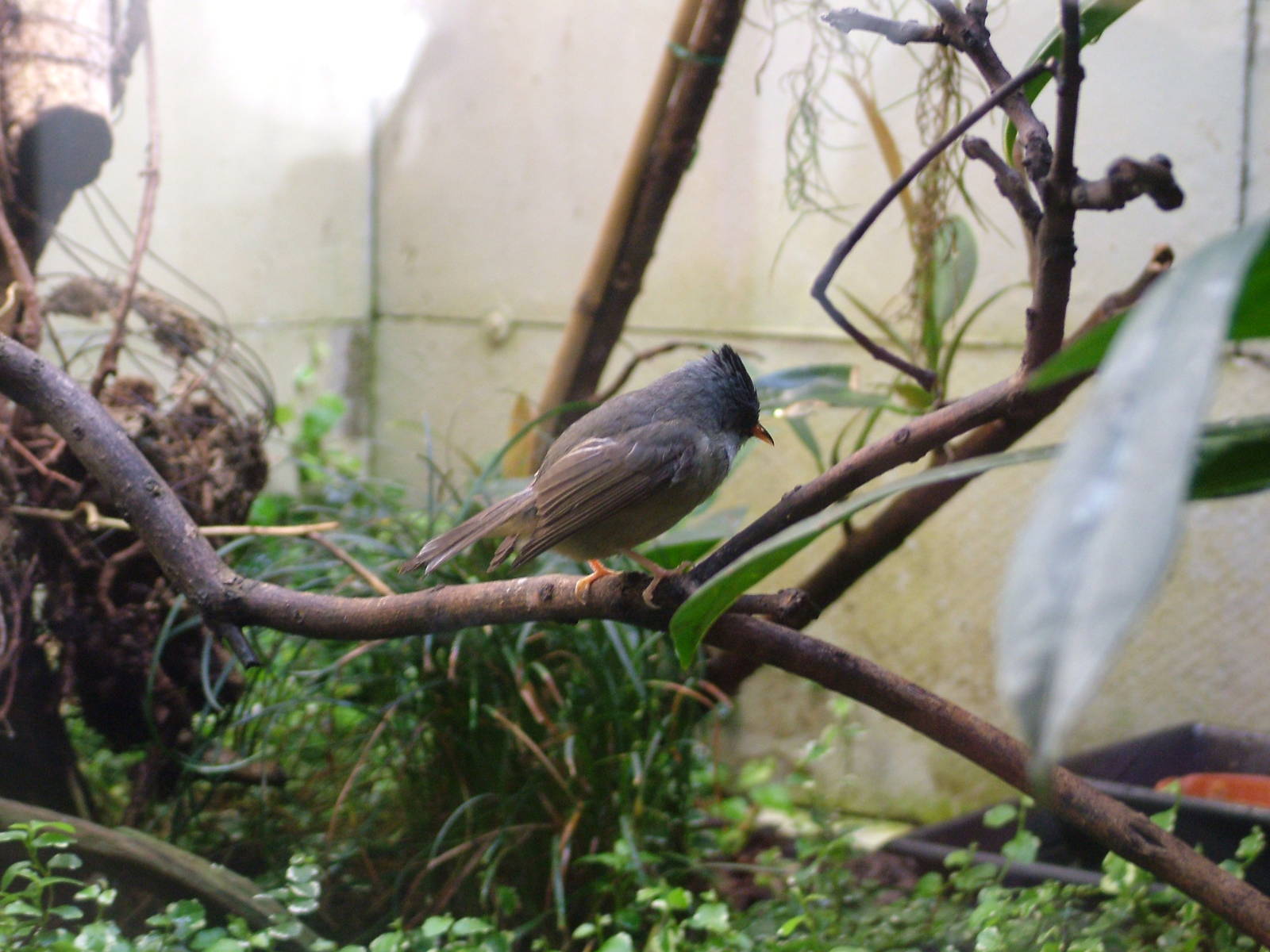 Black-chinned Yuhina at Wilhelma, Stuttgart 02/09/10
