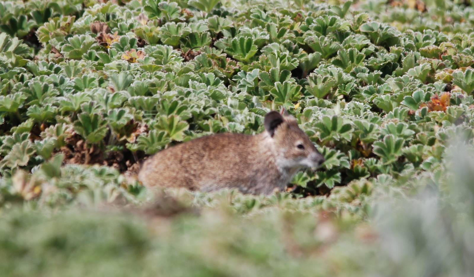 Black-clawed Brush-furred Rat in Bale Mountains NP, 15/10/14