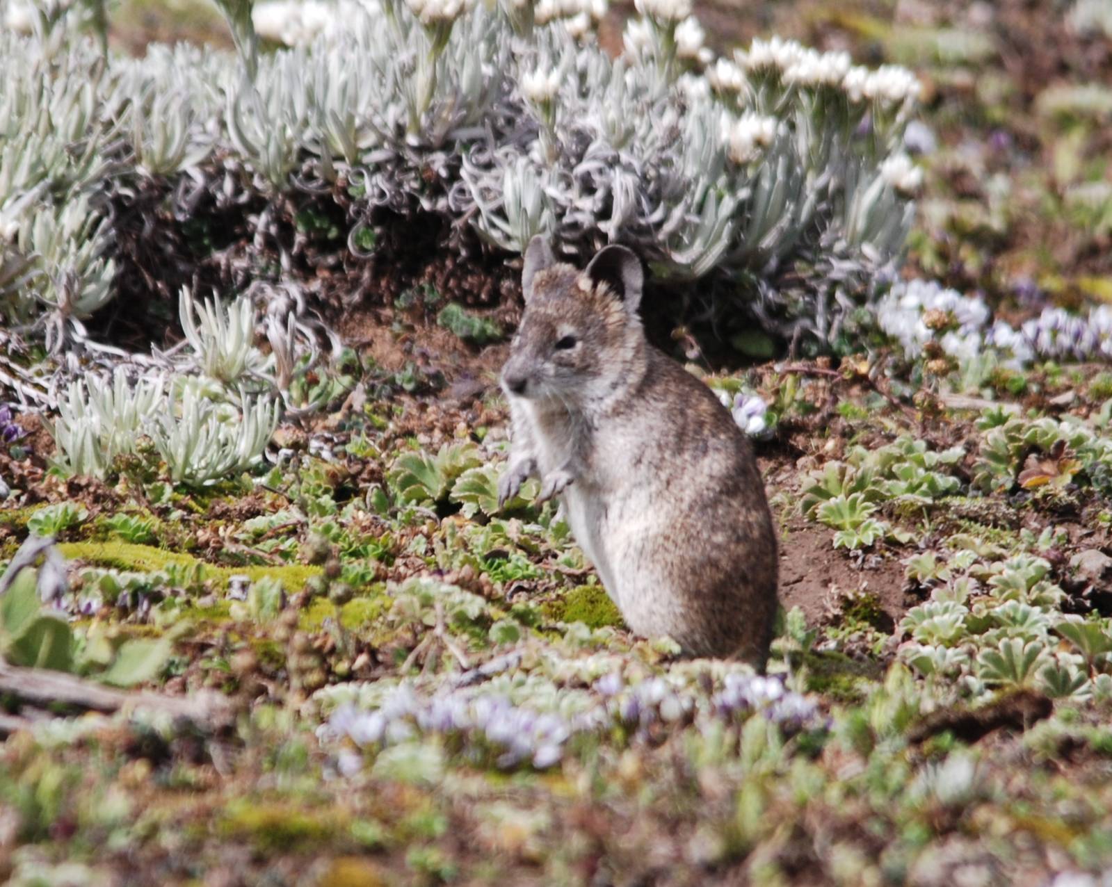 Black-clawed Brush-furred Rat in Bale Mountains NP, 15/10/14