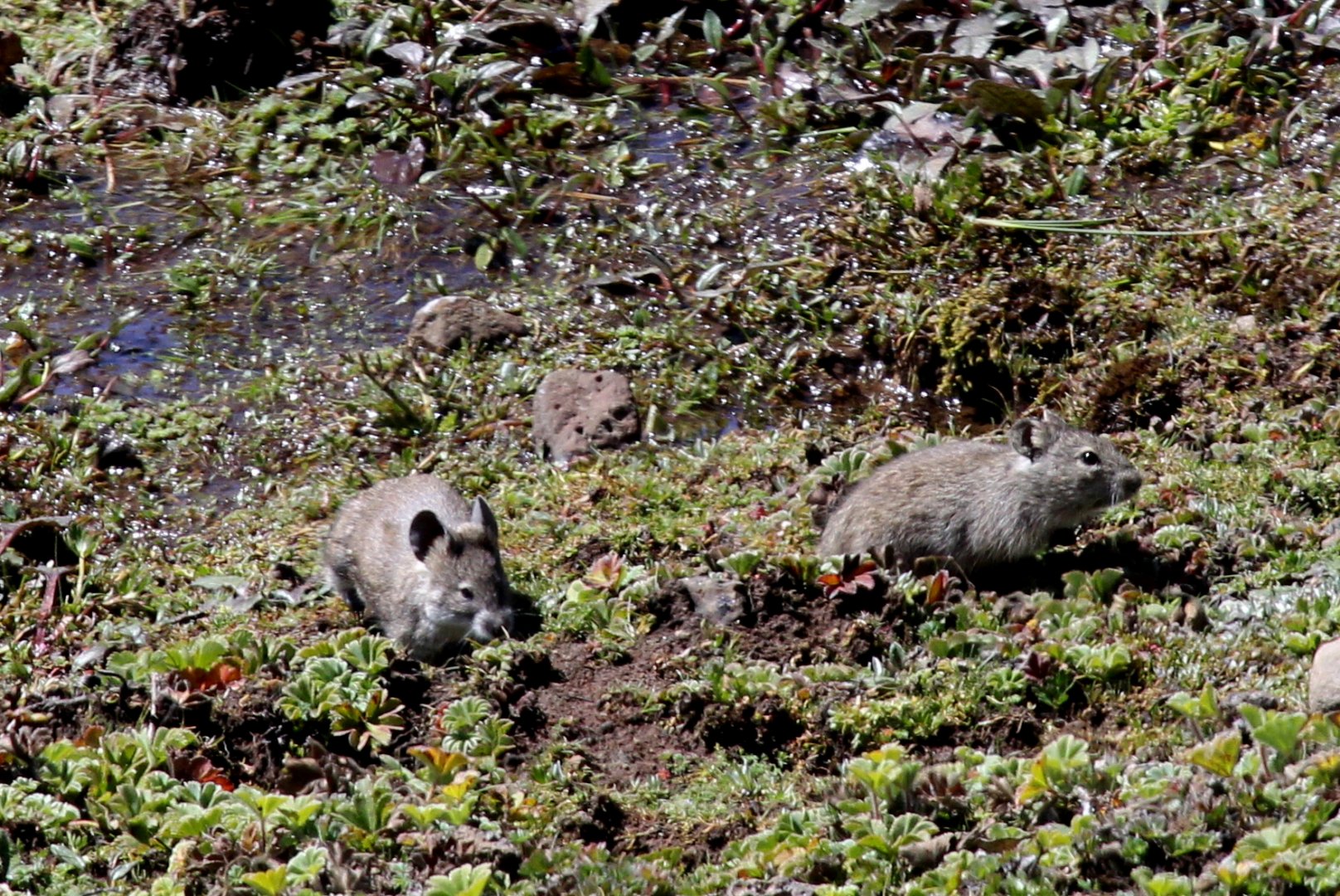 Black-clawed Brush-furred Rat (Lophuromys melanonyx) next to Blick's Grass Rat (Arvicanthis blicki)