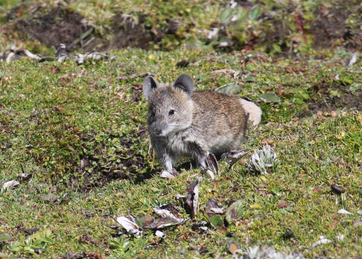 Black-clawed Brush-furred Rat (Lophuromys melanonyx)