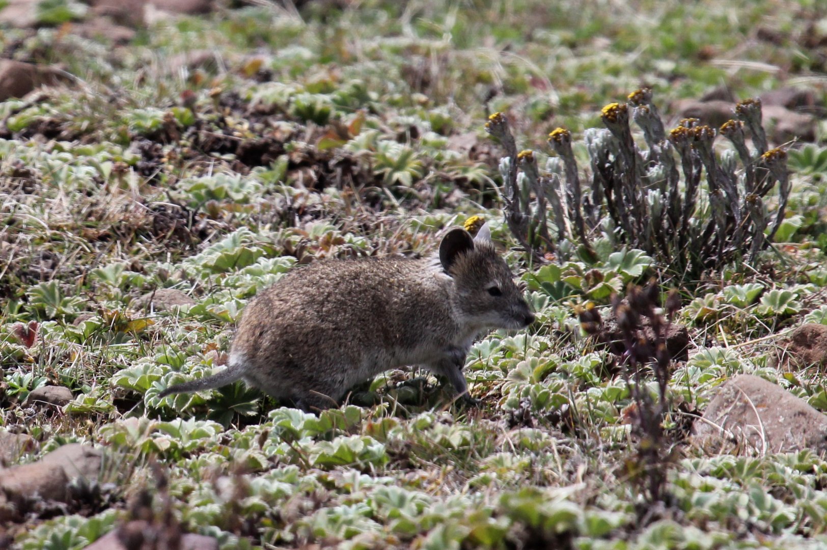 Black-clawed Brush-furred Rat (Lophuromys melanonyx)