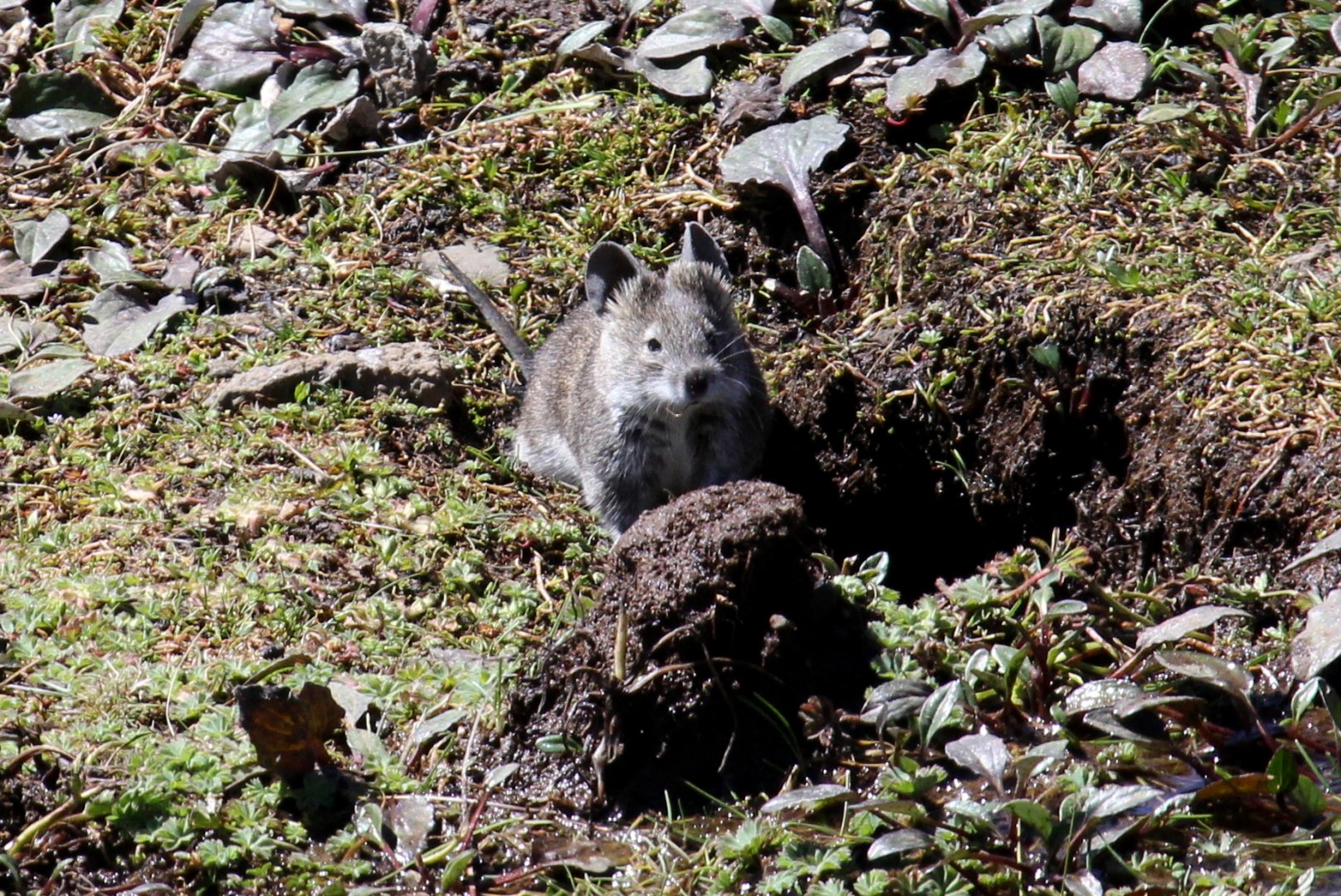 Black-clawed Brush-furred Rat (Lophuromys melanonyx)