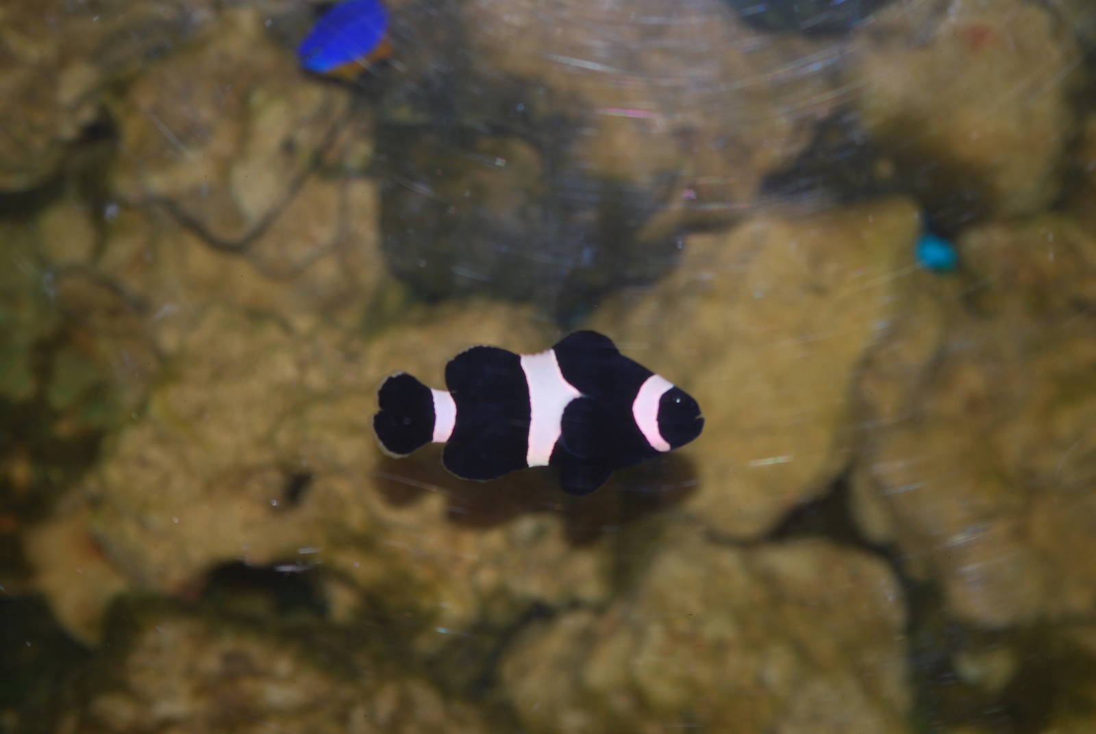 Black clownfish