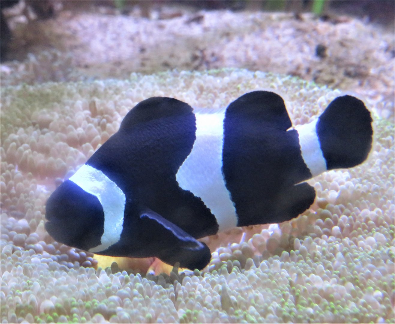 Black clownfish