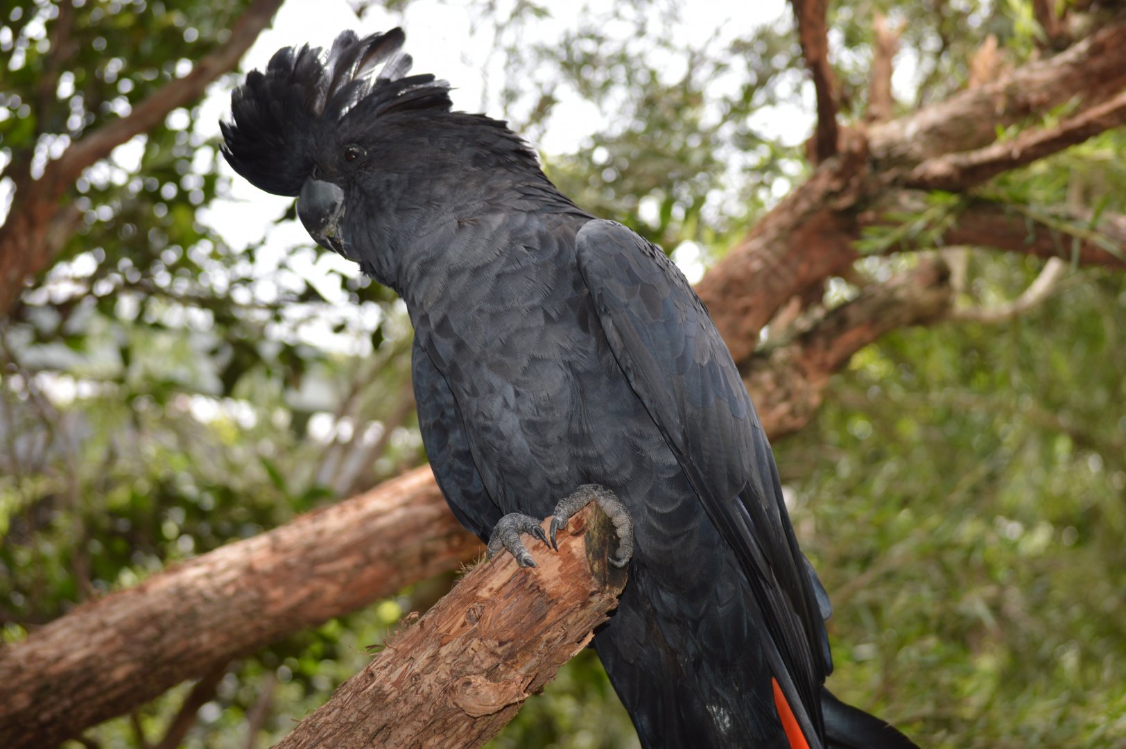 Black Cockatoo, 2020