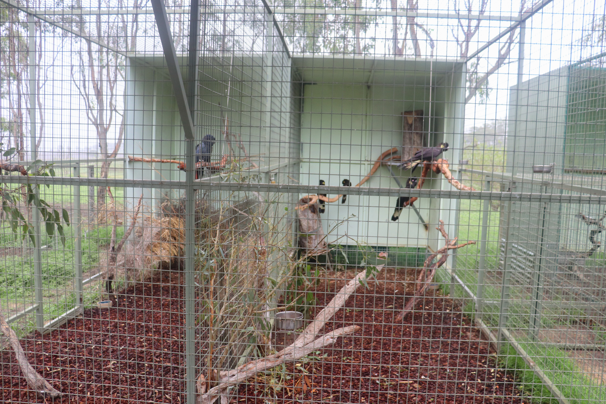 Black Cockatoo Aviaries - February 2020