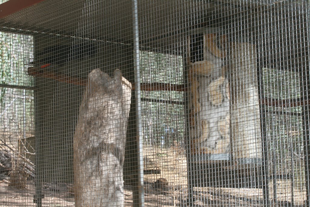 Black Cockatoo Breeding Aviaries nesting logs