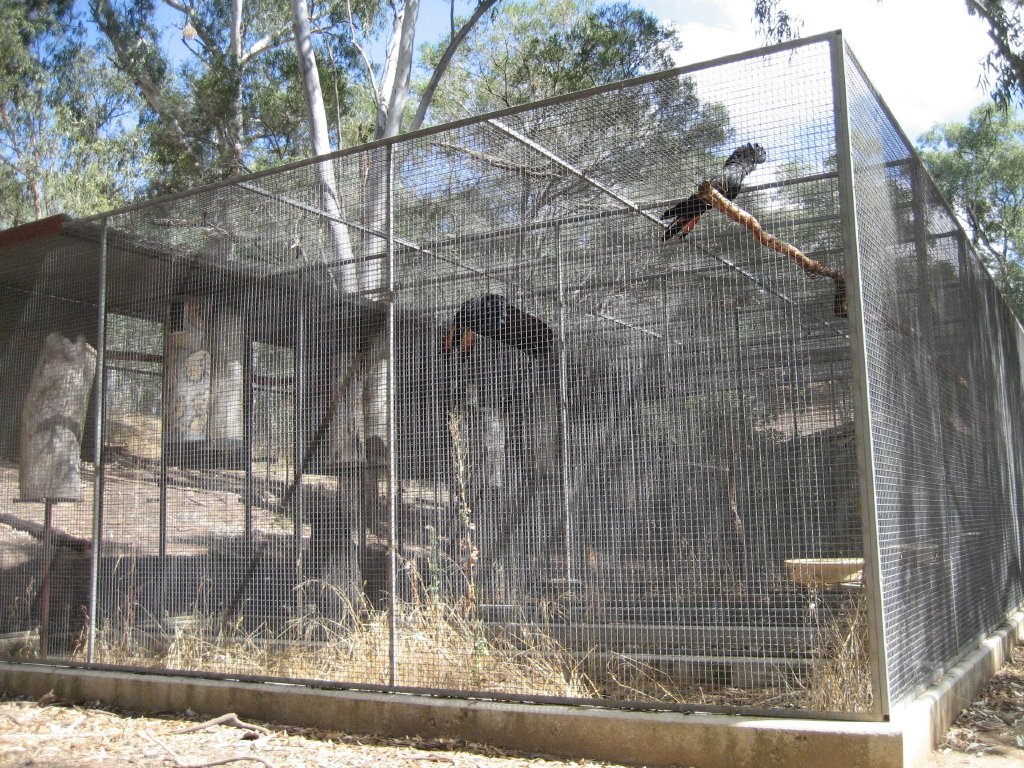 Black Cockatoo Breeding Aviaries
