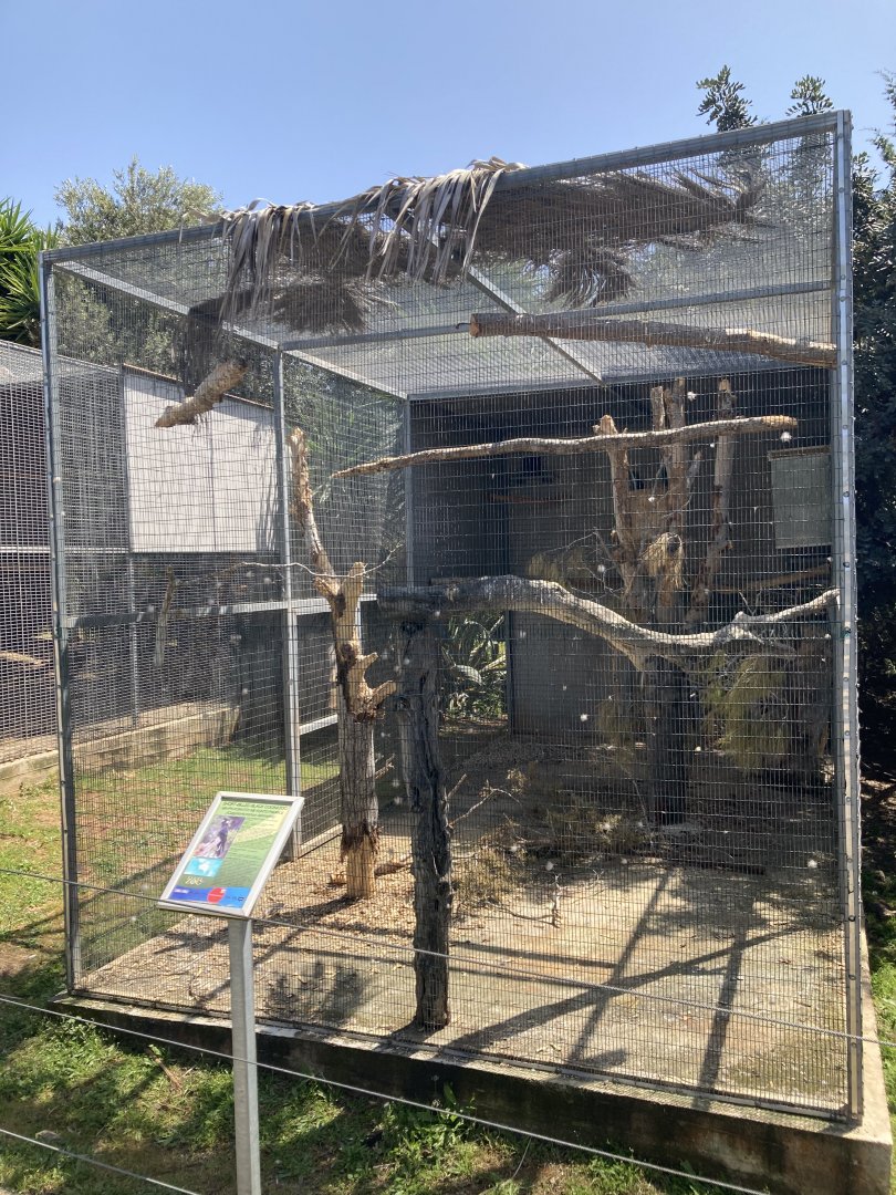 Black cockatoo exhibit