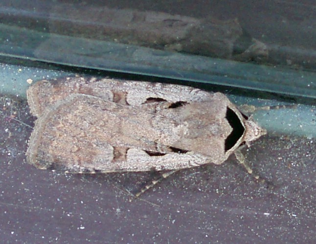 Black Collar (Basistriga flammatra)