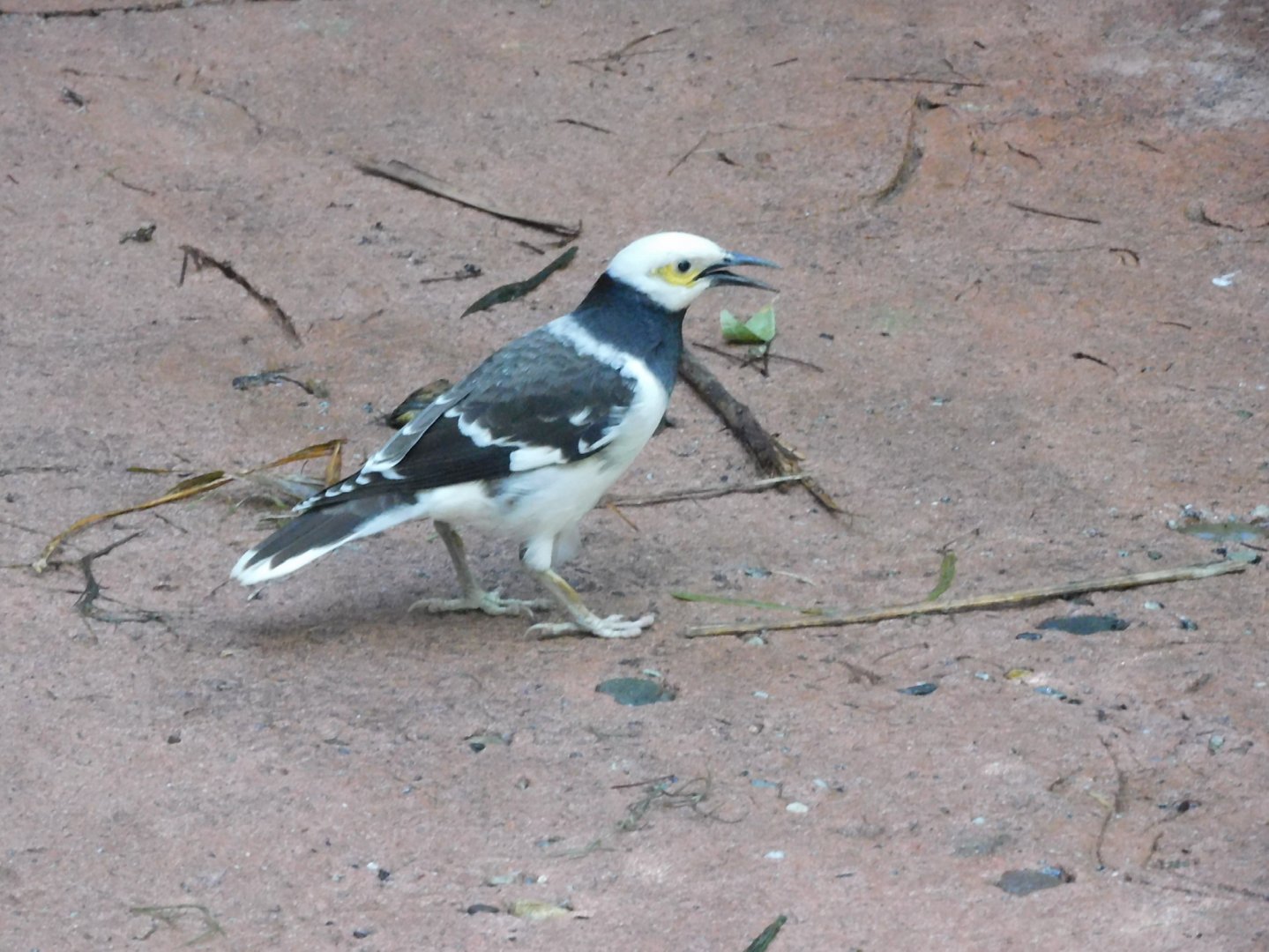 Black collard starling