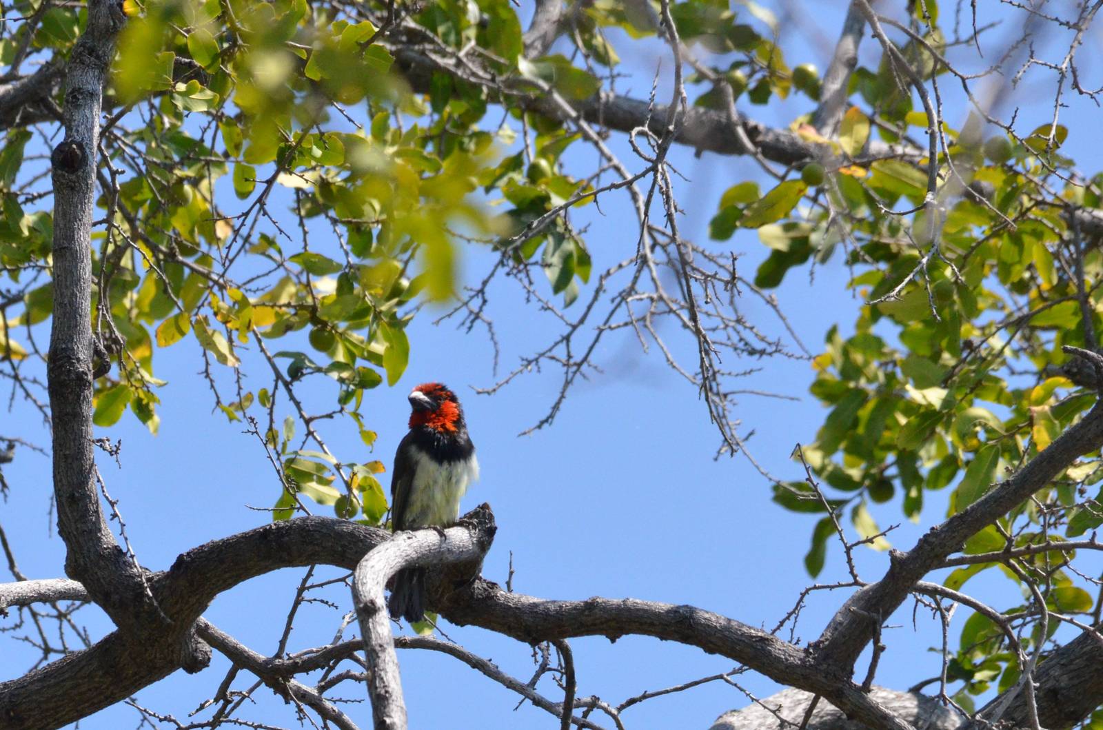 Black-collared Barbet, Moremi Game Reserve, Botswana, 27/04/16