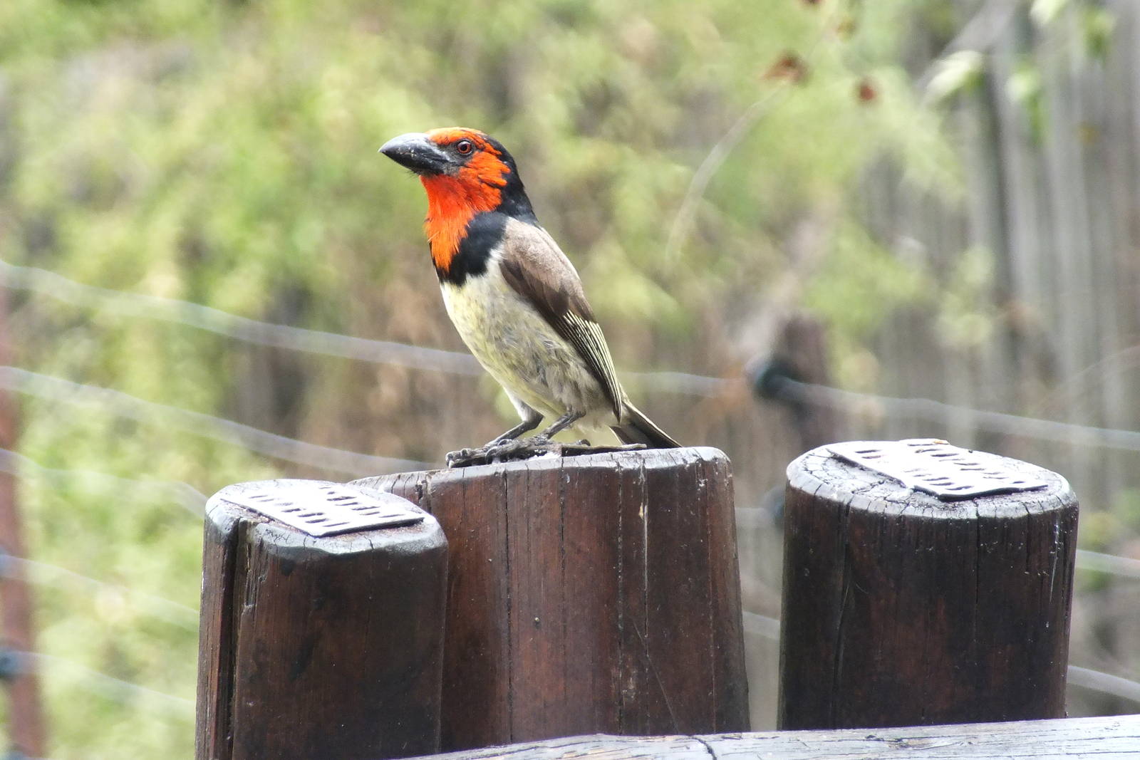 Black Collared Barbet