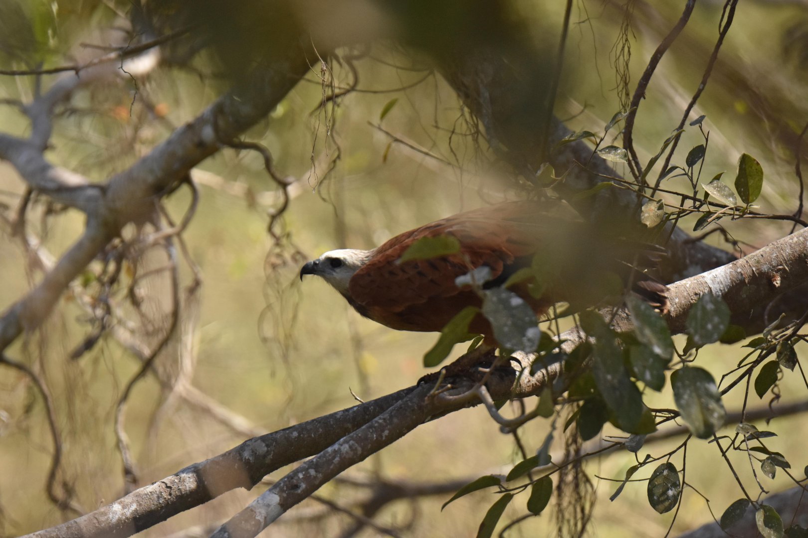 Black-collared Hawk (Busarellus nigricollis)
