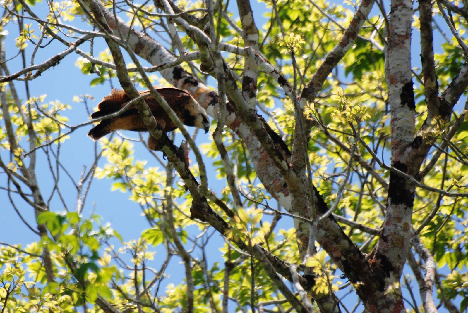 Black-collared Hawk in Ca?o Negro, 17/04/14