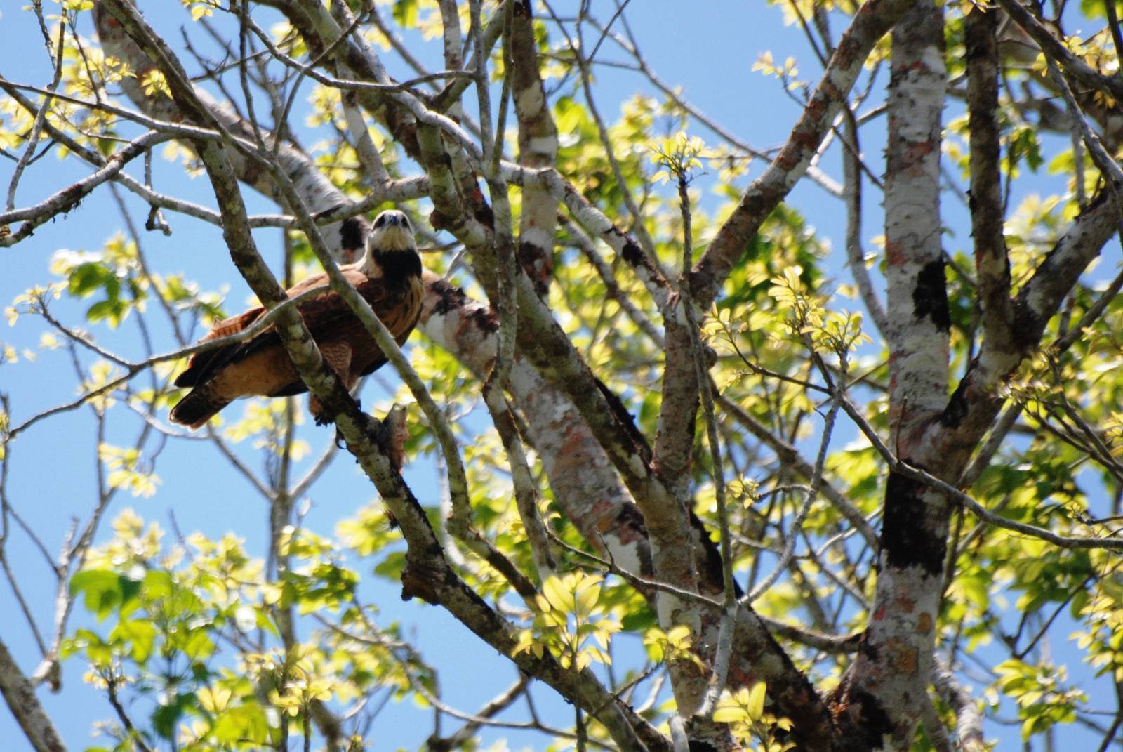 Black-collared Hawk in Ca?o Negro, 17/04/14