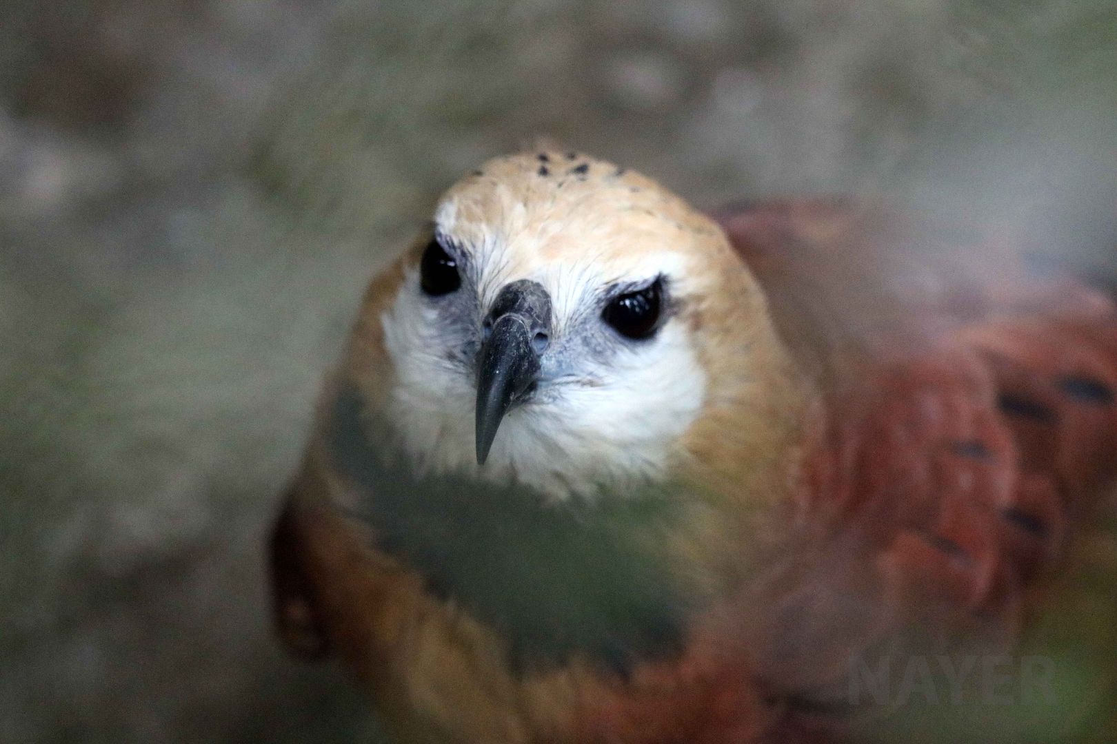 Black-collared hawk, May 2016