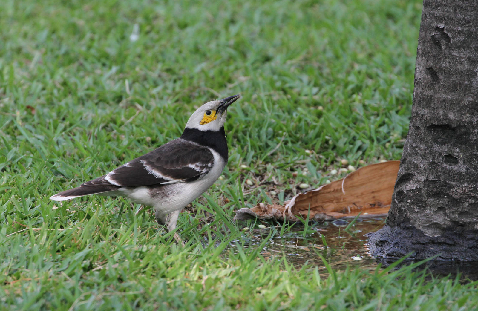 Black-collared Myna