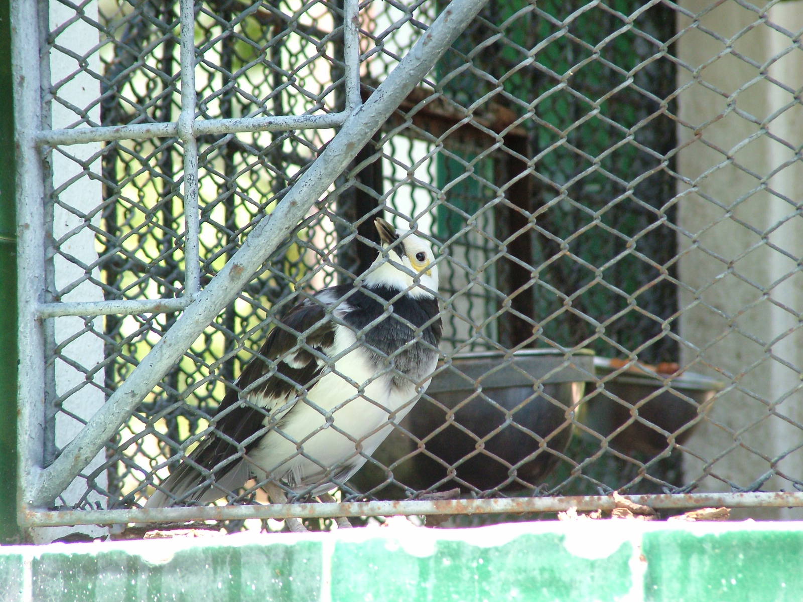 Black-collared Starling at Lisbon Zoo, 24/05/11