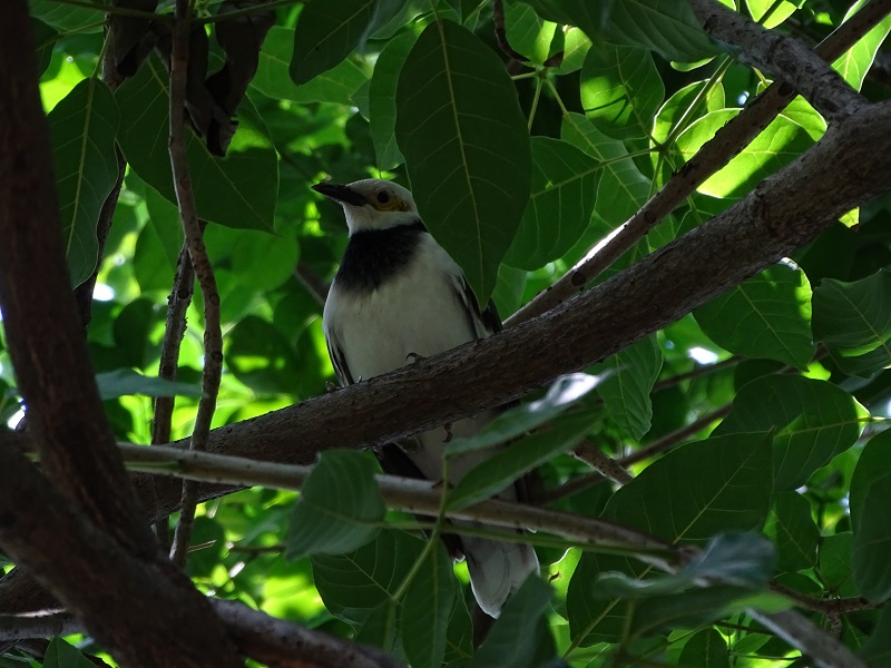 Black-collared starling (Gracupica nigricollis)