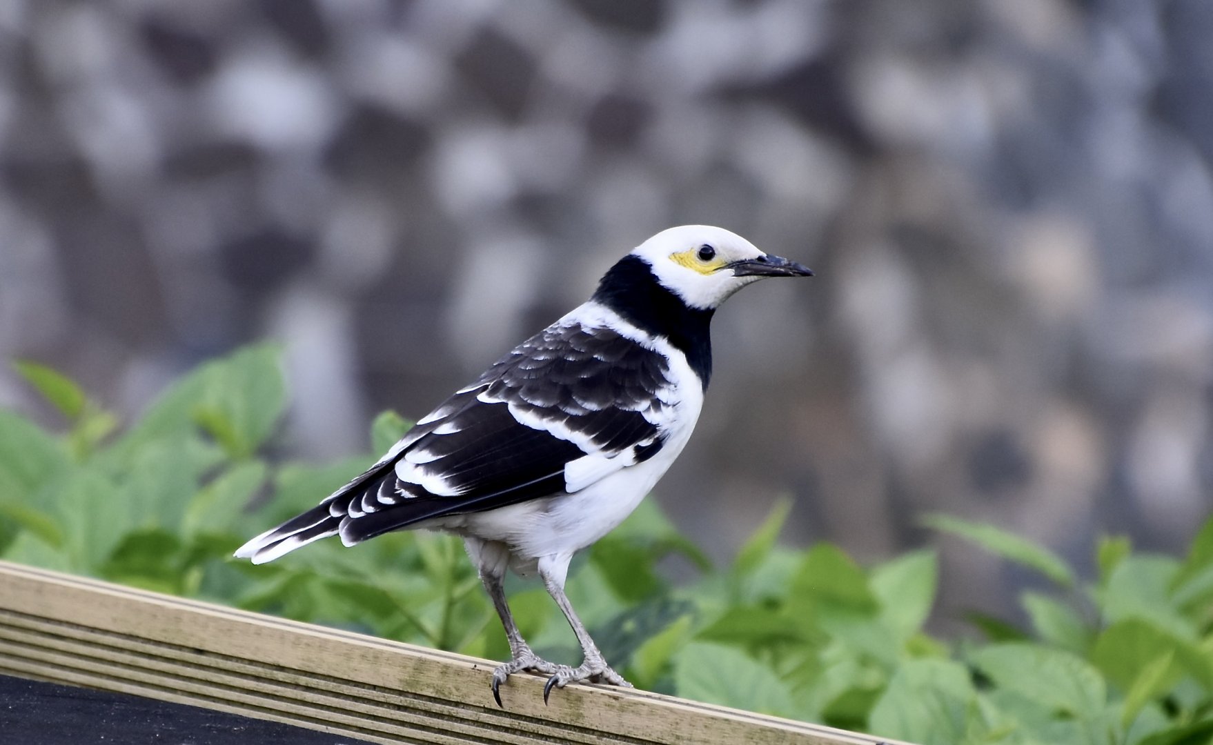 Black-Collared Starling (Gracupica nigricollis)