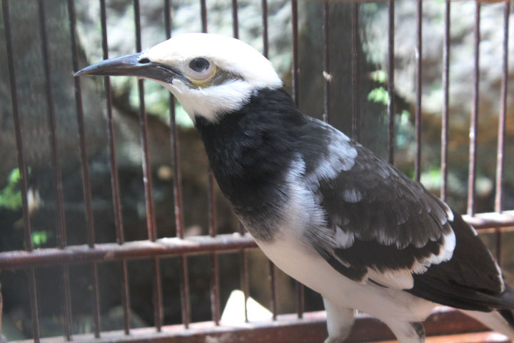 Black-collared starling (Gracupica nigricollis)