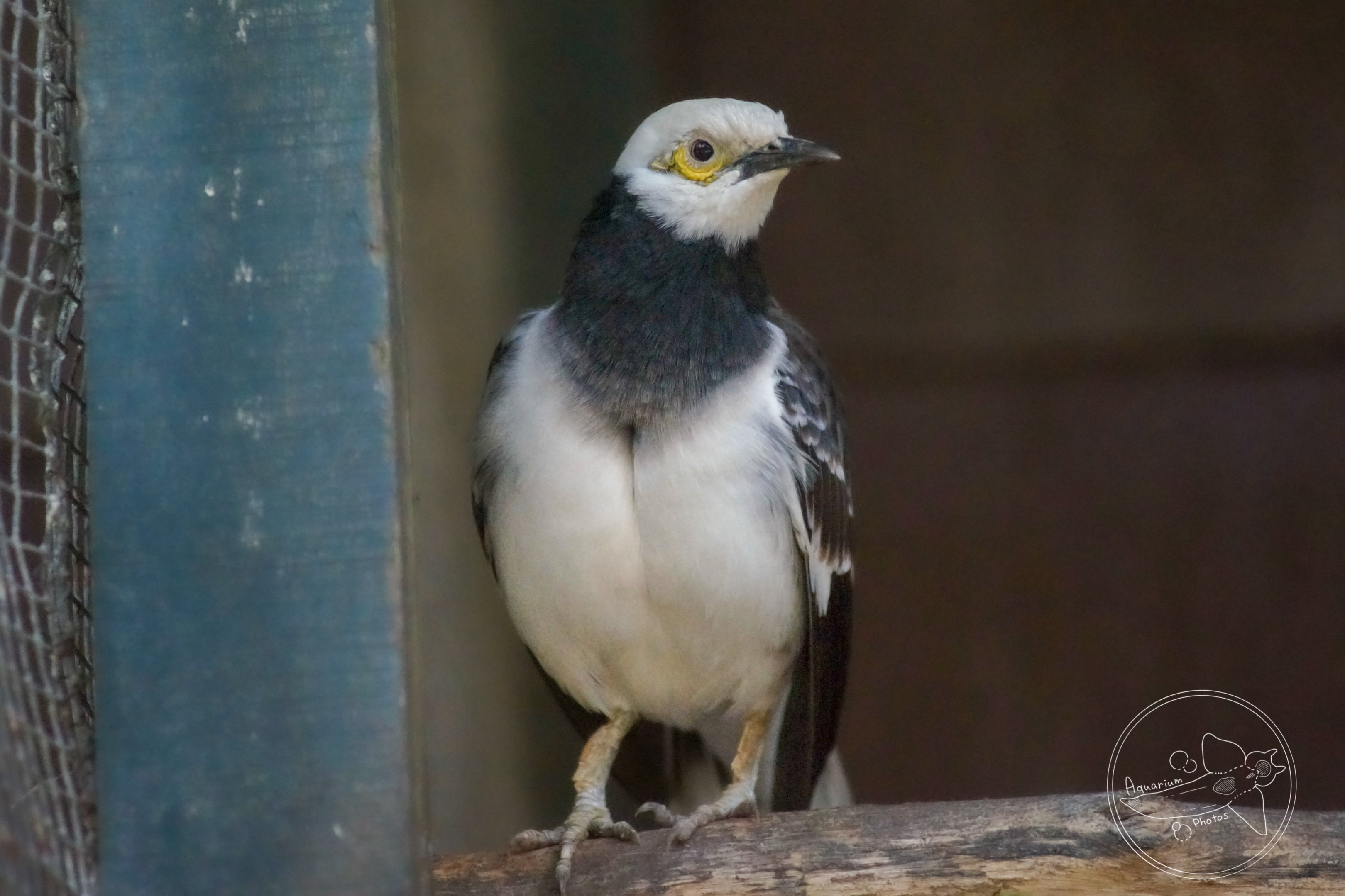 Black-collared Starling (Gracupica nigricollis)