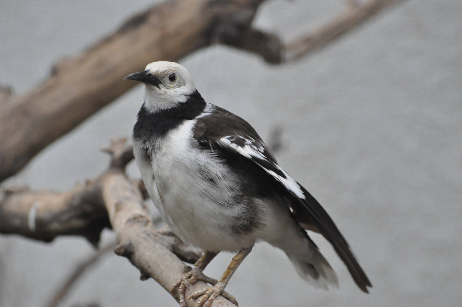 Black-collared starling/ Sturnus nigricollis
