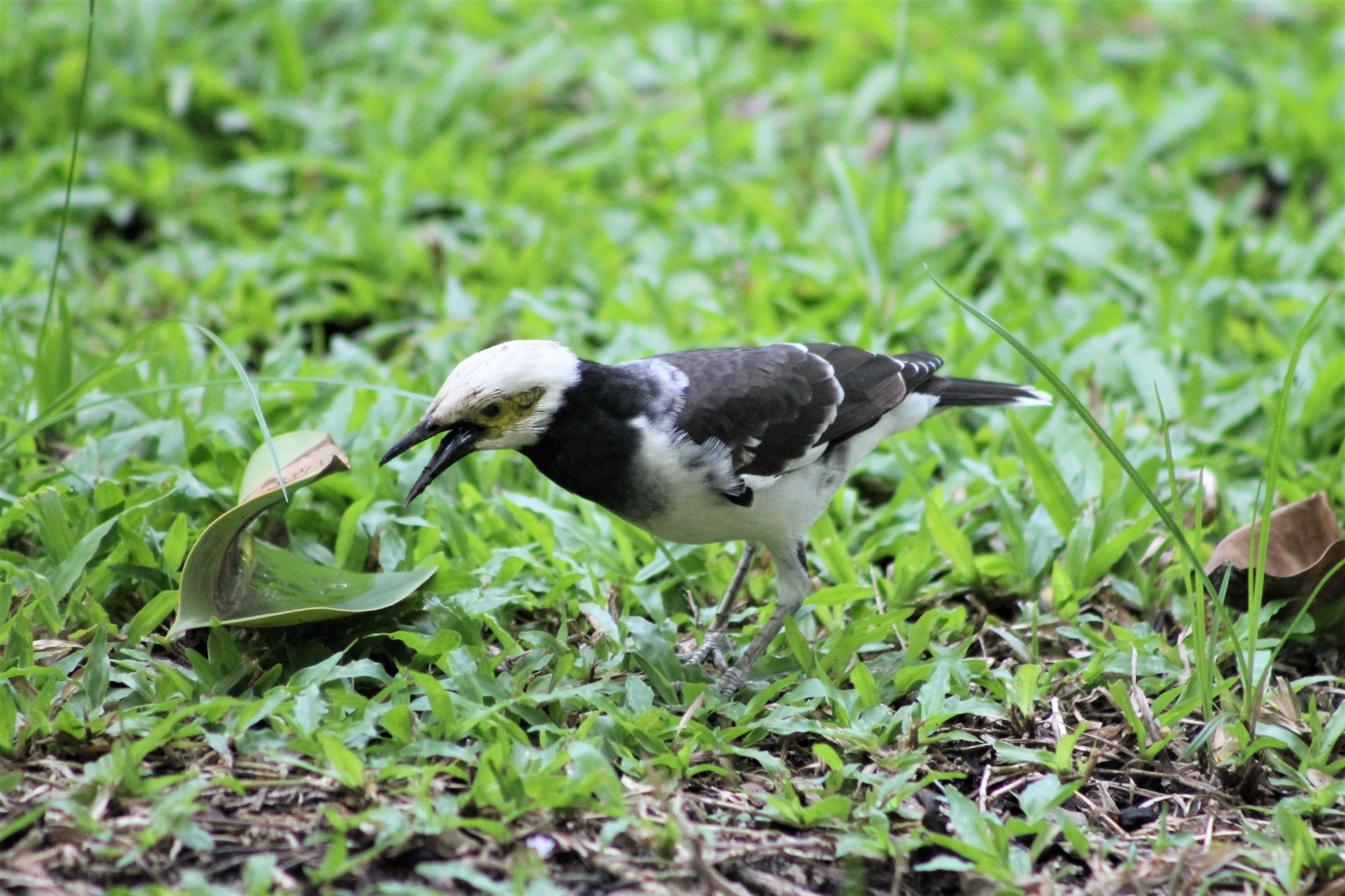 Black-collared Starling (Sturnus nigricollis)