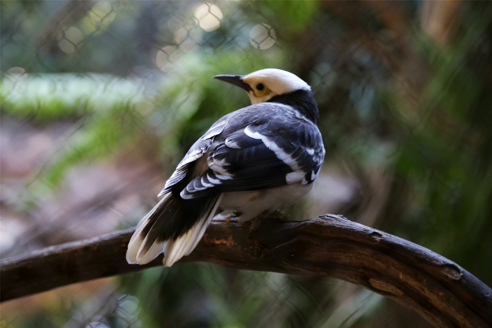 Black-collared Starling (Sturnus nigricollis)