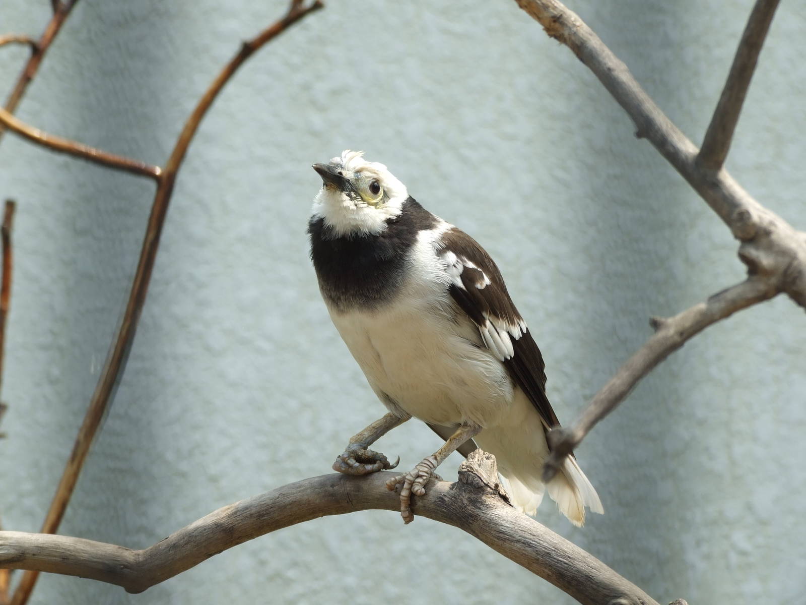Black-collared starling