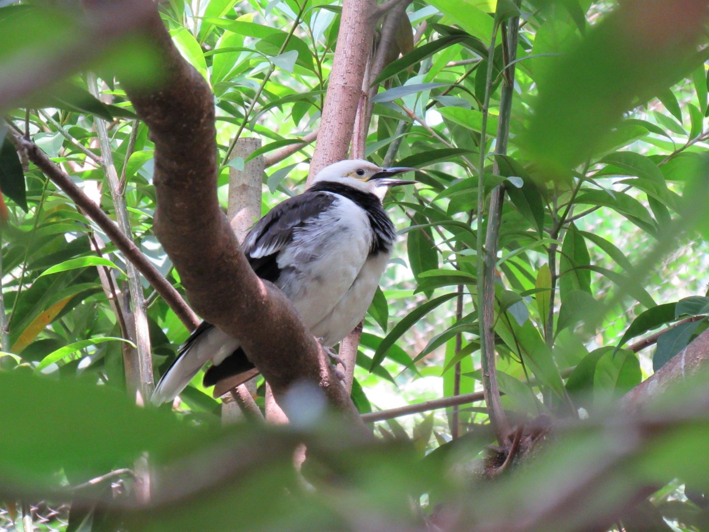Black-collared starling