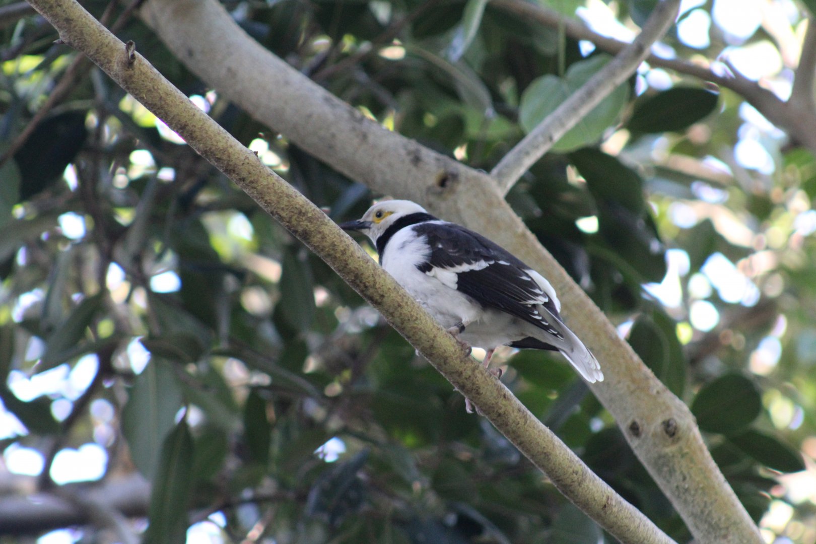 Black-Collared Starling