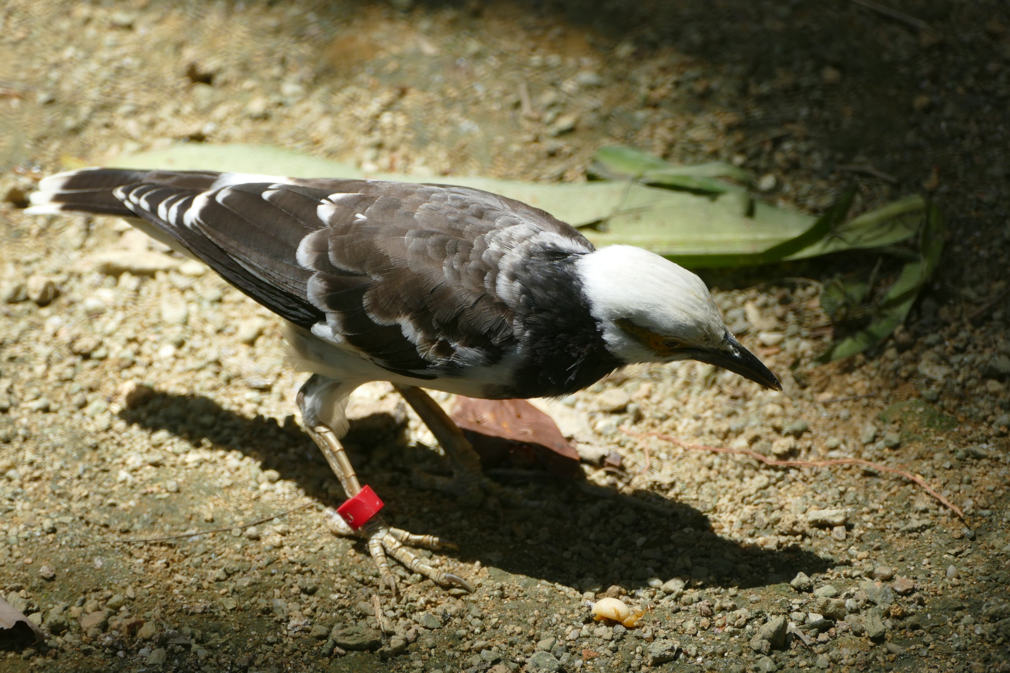 Black-collared starling