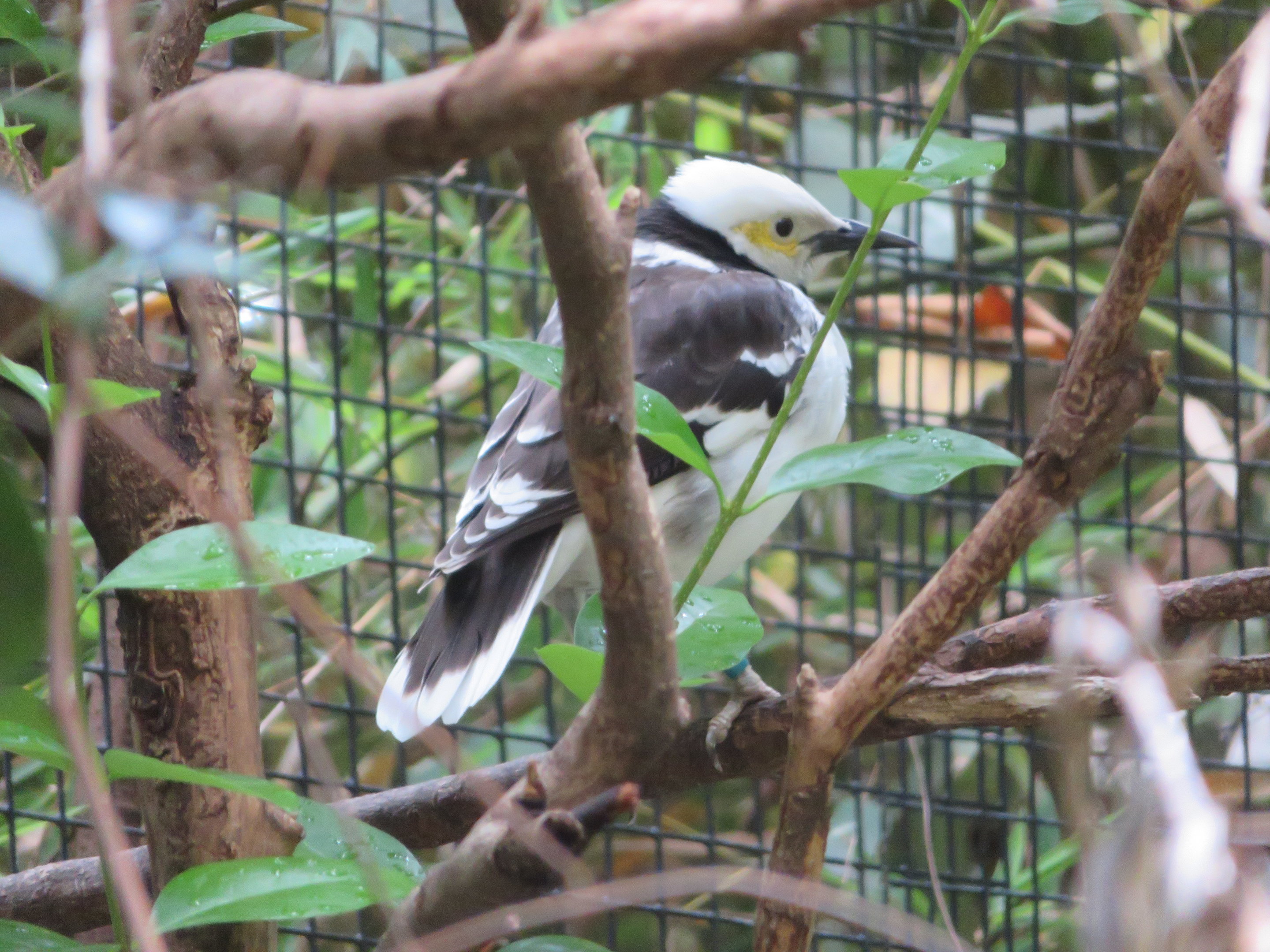 Black-collared Starling