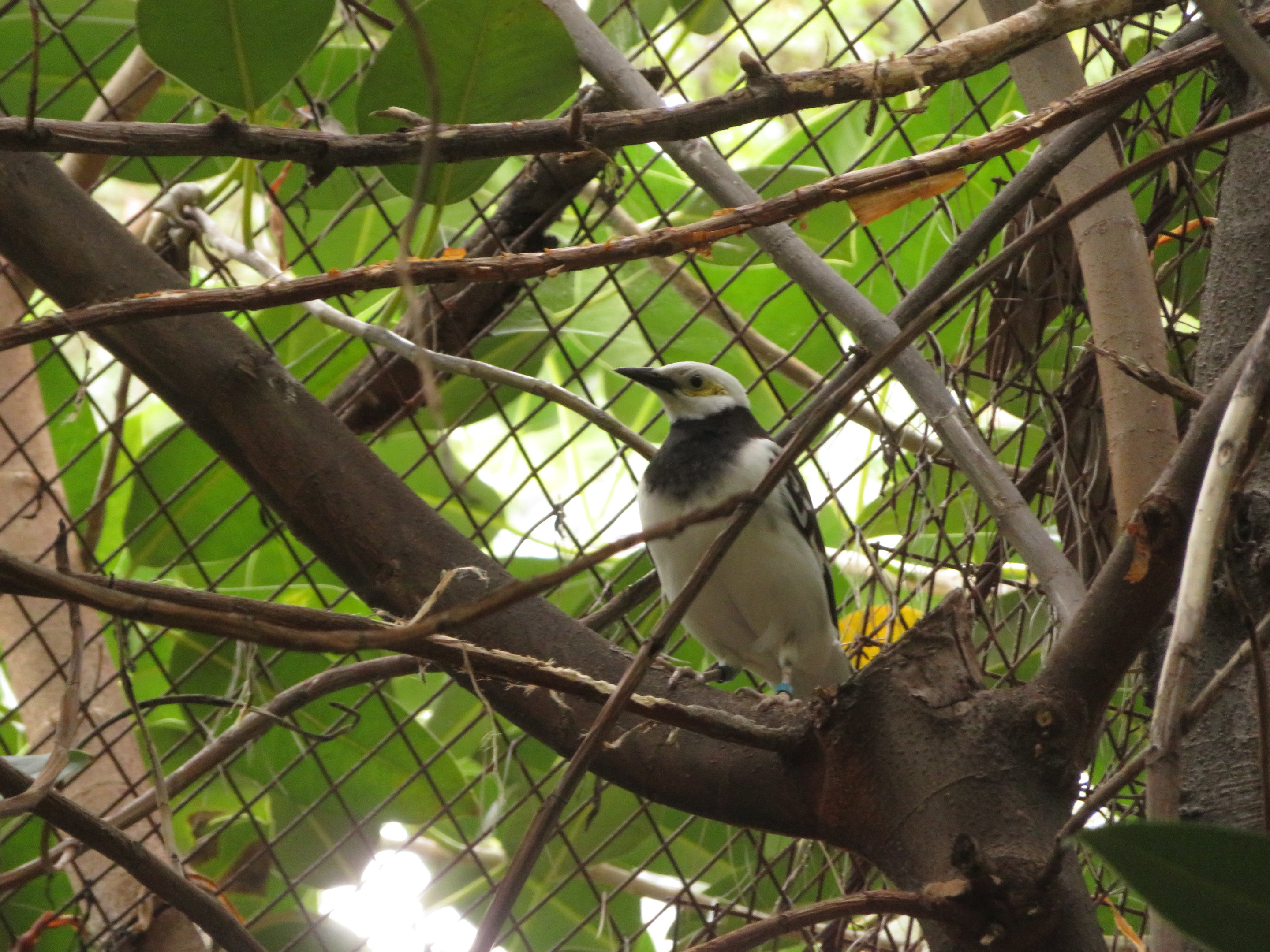 Black-collared Starling