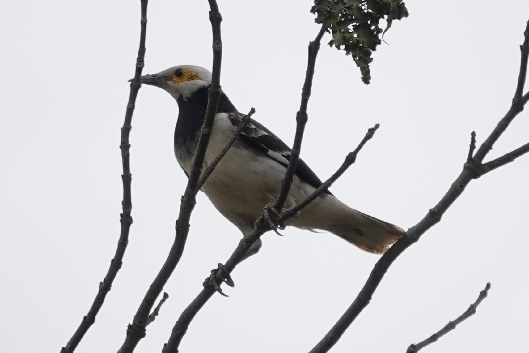 Black-collared Starling