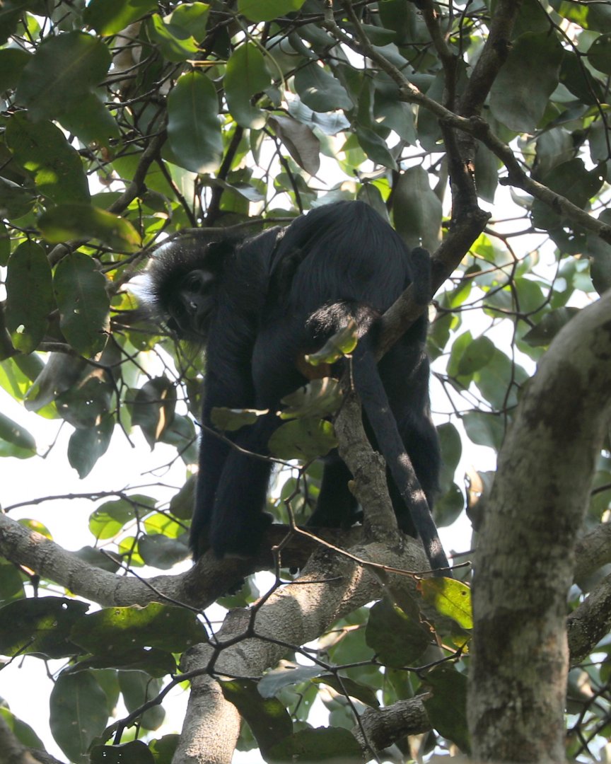 black colobus (Colobus satanas)
